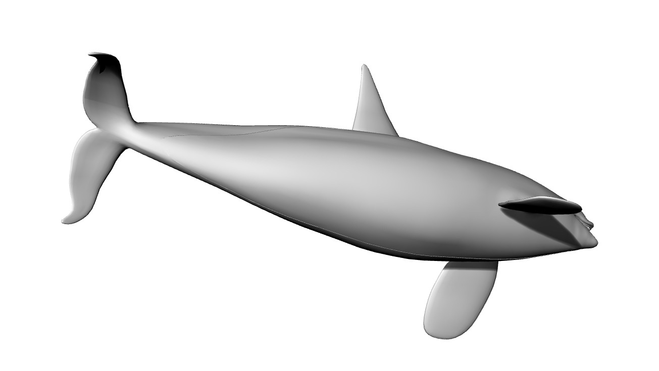 海洋虎鲸- 3DXiaoBai