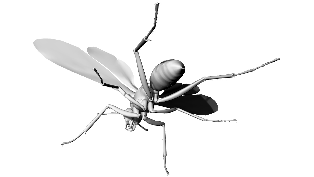 飞蚁蚂蚁- 3DXiaoBai