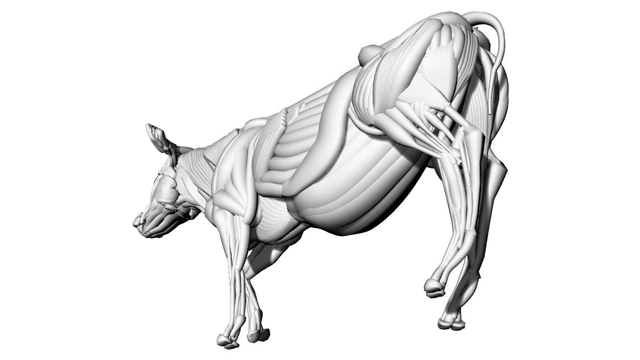 牛肌肉解剖- 3DXiaoBai